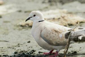 africain collier Colombe photo