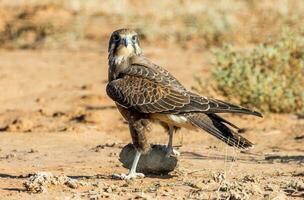 marron faucon dans Australie photo