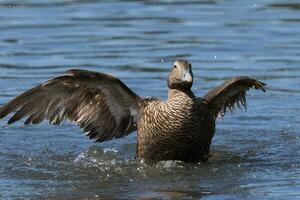 commun eider dans Angleterre photo