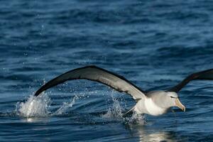 de Salvin mollymawk albatros photo