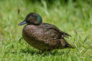 marron sarcelle dans Nouveau zélande photo