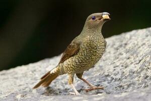 satin oiseau tordu dans Australie photo