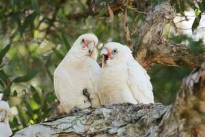 peu corella dans Australie photo