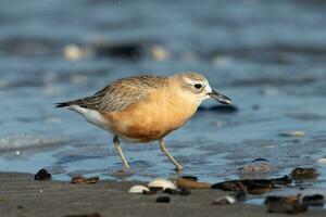 Nouveau zélande dotterel photo