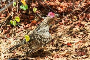 génial oiseau tordu dans Australie photo