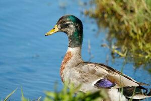 commun colvert canard photo