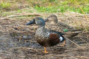 australien pelleteur canard photo