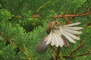 piwakawaka Nouveau zélande fantail photo