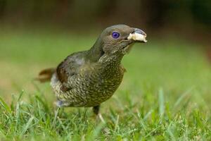 satin oiseau tordu dans Australie photo