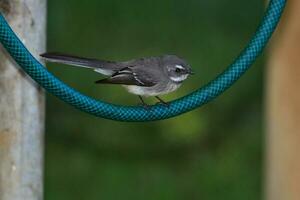 gris fantail de Australie photo