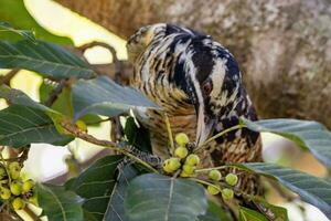 pacifique koel dans Australie photo