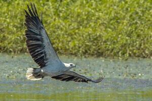 à ventre blanc mer Aigle dans Australie photo