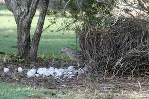 génial oiseau tordu dans Australie photo