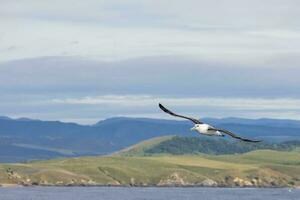 à tête blanche mollymawk albatros photo