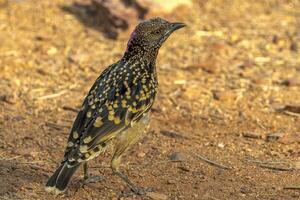 occidental oiseau tordu dans Australie photo