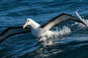 à sourcils noirs albatros dans australasie photo