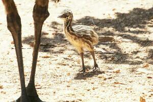 émeu endémique oiseau de Australie photo