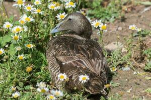 commun eider dans Angleterre photo