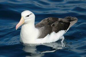 à sourcils noirs albatros dans australasie photo