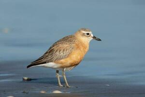 Nouveau zélande dotterel photo