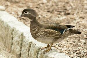 américain bois canard photo