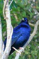 satin oiseau tordu dans Australie photo