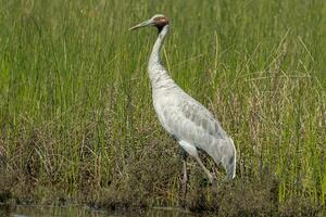 brolga grue dans Australie photo