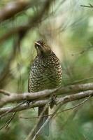 régent oiseau tordu dans Australie photo