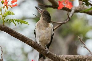 pie oiseau boucher dans Australie photo