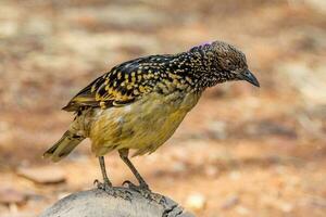 occidental oiseau tordu dans Australie photo