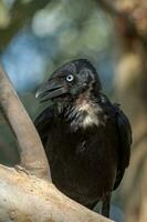 peu corbeau dans Australie photo