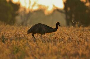 émeu endémique oiseau de Australie photo