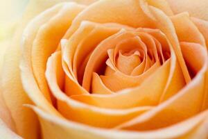 Orange Rose bourgeon photo