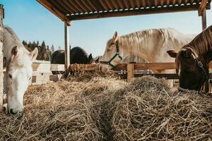 sur une cheval cultiver, sélection et reproduction de les chevaux pour équitation et courses photo