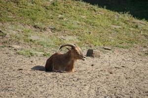 Portrait d'une chèvre de montagne sur une colline photo