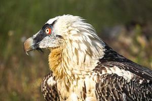 Portrait d'un grand oiseau de proie sur fond naturel photo