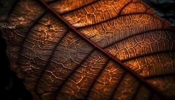 vibrant feuille veine modèle dans macro, rétro-éclairé sur noir Contexte généré par ai photo