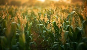 d'or blé des champs se prélasser dans le tranquille l'automne le coucher du soleil lueur généré par ai photo