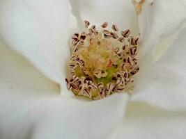 blanc énorme aéré rose, macro-festif Contexte pour mariage invitation, flou Contexte avec bokeh images. photo