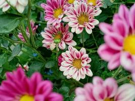 l'automne aster fleurs de aster cordiforme peu carlow.automne asters épanouissement et décorer photo