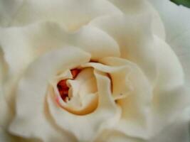 blanc énorme aéré rose, macro-festif Contexte pour mariage invitation, flou Contexte avec bokeh images. photo