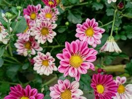 l'automne aster fleurs de aster cordiforme peu carlow.automne asters épanouissement et décorer photo