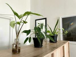 maison les plantes sur en bois armoires. tropical intérieur décoration photo