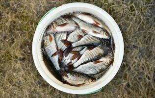 rivière vivre poisson dans une seau. Frais poisson fermer. pris poisson. photo