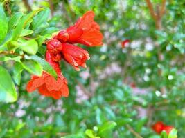 Grenade arbre avec fleurs, Grenade Contexte photo