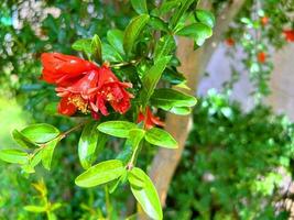 Grenade arbre avec fleurs, Grenade Contexte photo