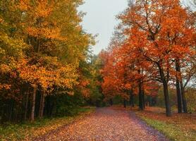 mystique l'automne paysage avec brouillard et chemin dans le parc. photo