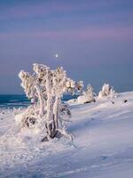 brillant lune brille plus de le couvert de neige branches de une arbre sur une hiver Matin dans le Arctique. hiver du froid soir minimaliste Contexte avec lune. photo