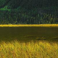 lac, l'automne roseaux et foncé sapin forêt. magnifique Naturel carré Contexte avec contrastant rayures de l'automne roseaux contre le foncé de le l'eau. photo