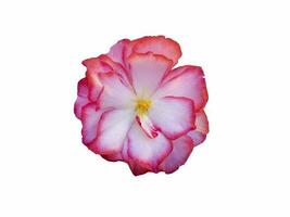 bégonia rose fleur isoler sur blanc Contexte photo